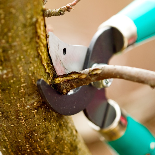 Tree Trimming