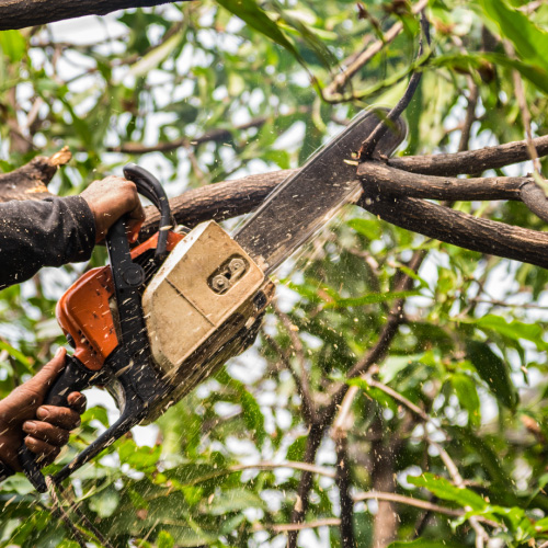 Tree Pruning